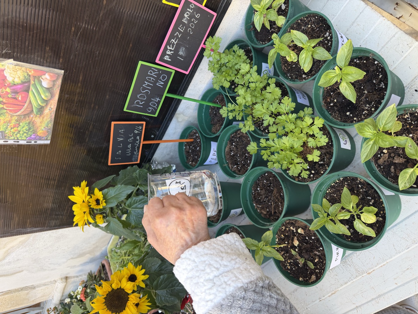 Annaffiatura delle piante aromatiche in vaso