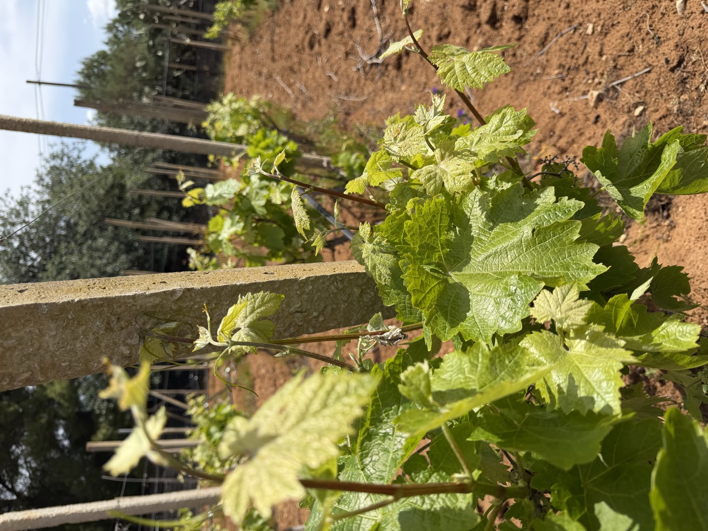 Filari di vite con nuove foglie verdi