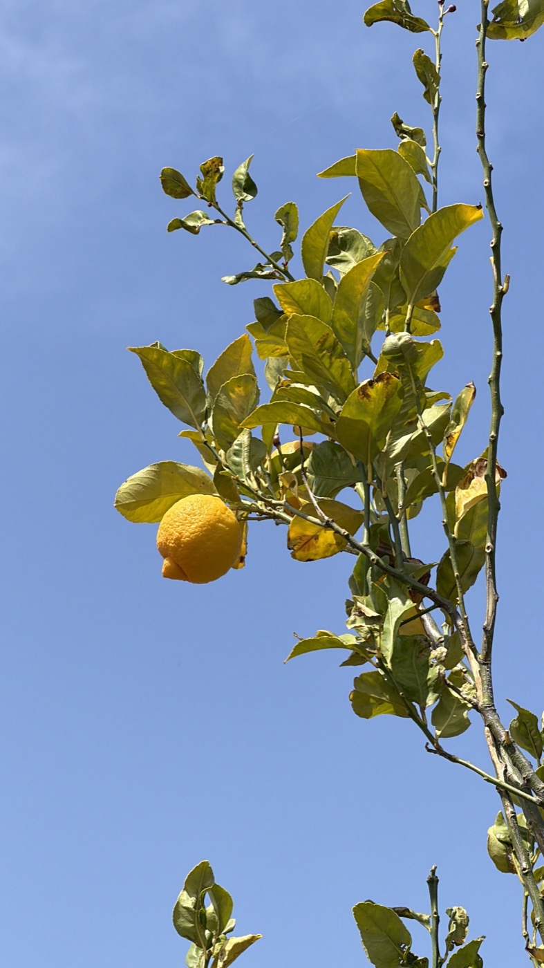 Un limone sul ramo illuminato dal sole