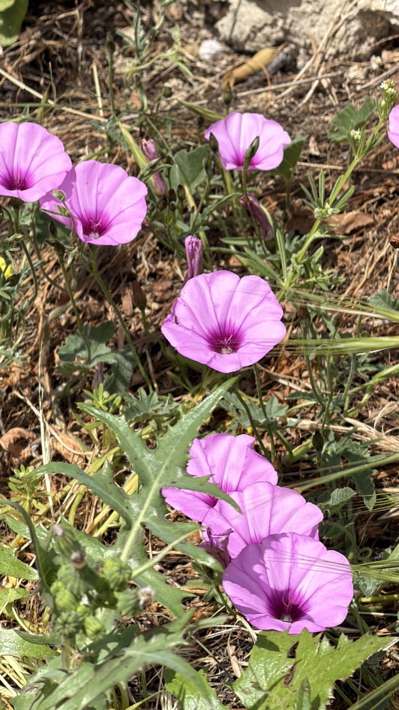 Fiori rosa tra le erbe del terreno