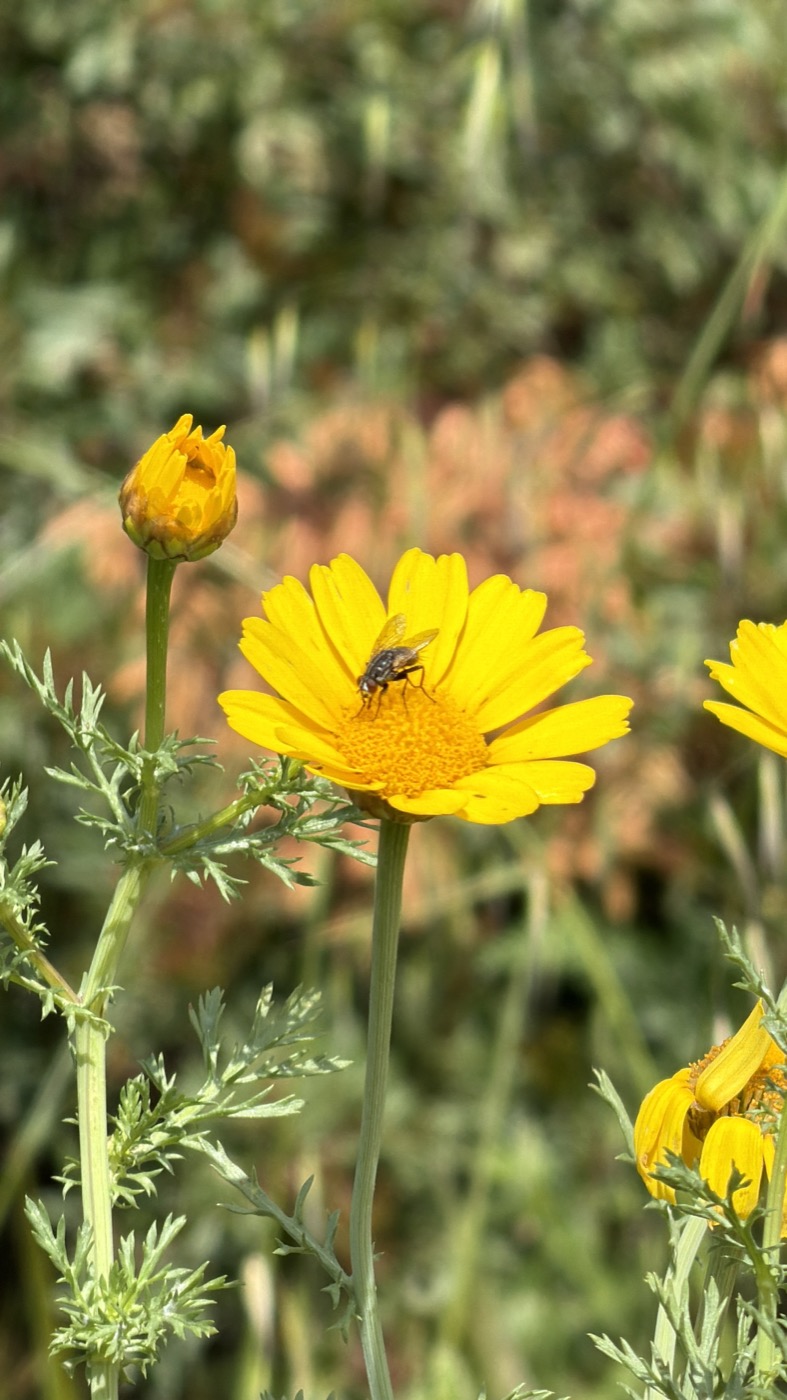 Un insetto posato su un fiore giallo